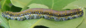 Larvae